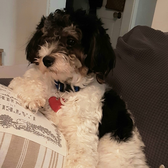 Meet your Posher, Josephine - Picture 2 of 2